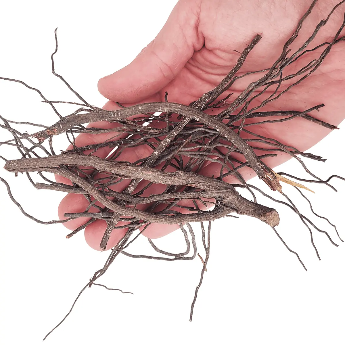 ancient root kädellä