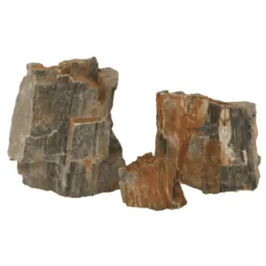 fossil wood stone