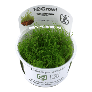 Tropican 1-2 grow vitrokasvi purkki Taxiphyllum barbieri Sammal