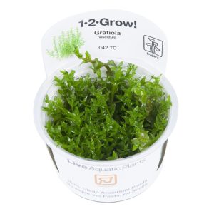 042 TC Grtiola viscidula tropica grow vitrokasvit