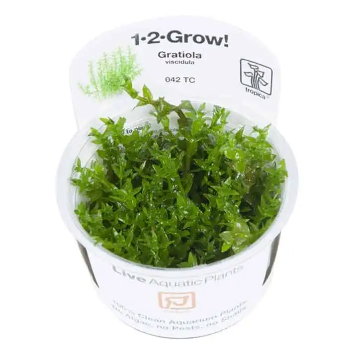 042 TC Grtiola viscidula tropica grow vitrokasvit