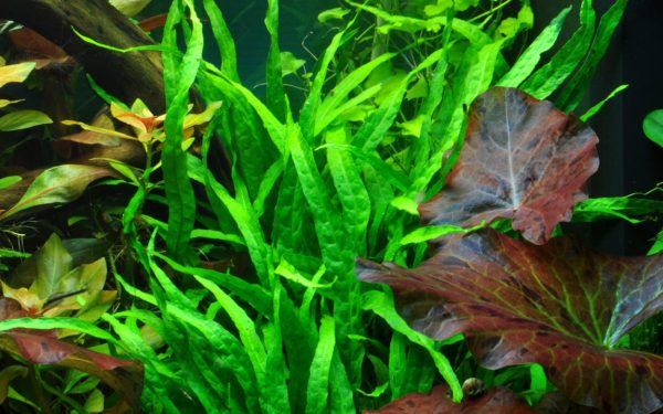 Microsorum pteropus 'Narrow' plant in aquarium