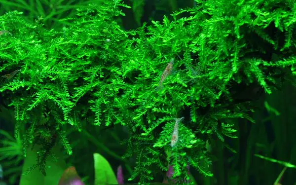 Vesicularia ferriei eli tutummin Weeping moss on nopeasti kasvava upean vihreä sammal akvaarioon