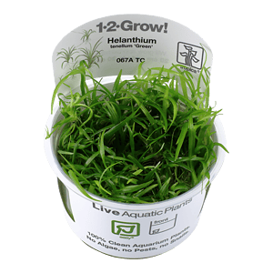 Helanthium tenellum 'Green' 1-2-Grow