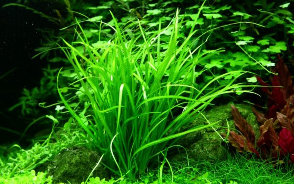 Helanthium tenellum 'Green' vaatimaton etualan kasvi akvaarioon