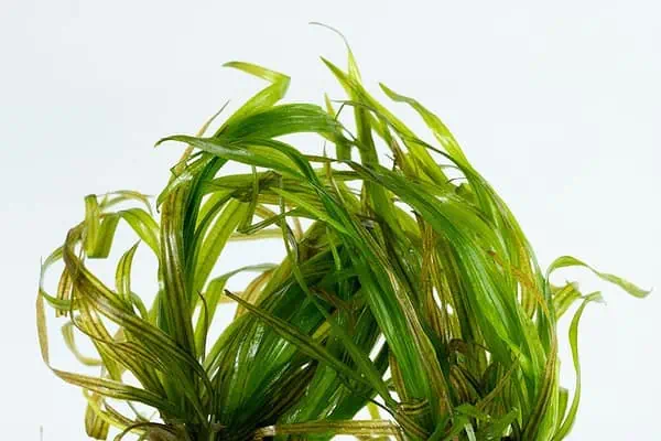 Blyxa japonica 1-2-Grow akvaariokasvit