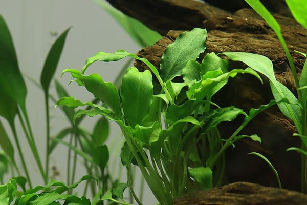 Schismatoglottis prietoi 1-2-Grow! - Image 2
