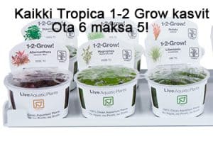 a group of containers of plants
