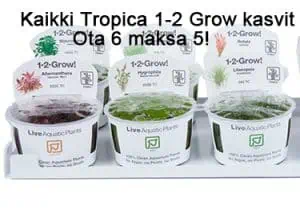 a group of containers of plants